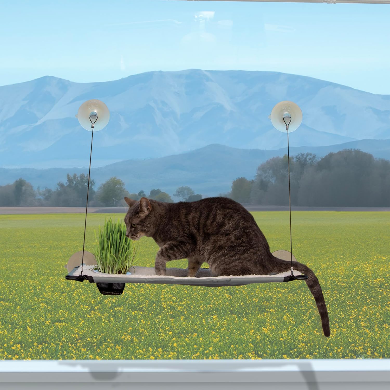K&H Cat Window Perch, Window Lounger with Oat Grass Grow Station